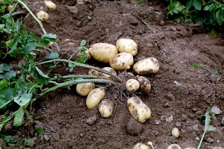 Nông dân Nam Định thu nhập hàng trăm triệu nhờ giống khoai tây mới ảnh 4