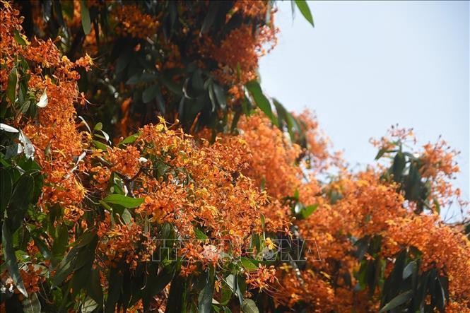 Hoa trang rừng rực rỡ khoe sắc 2 bên bờ suối Tà Má, Bình Định ảnh 1