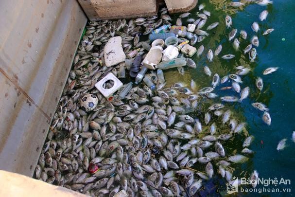 Nghệ An: Hàng loạt hồ điều hoà ô nhiễm nặng ảnh 1