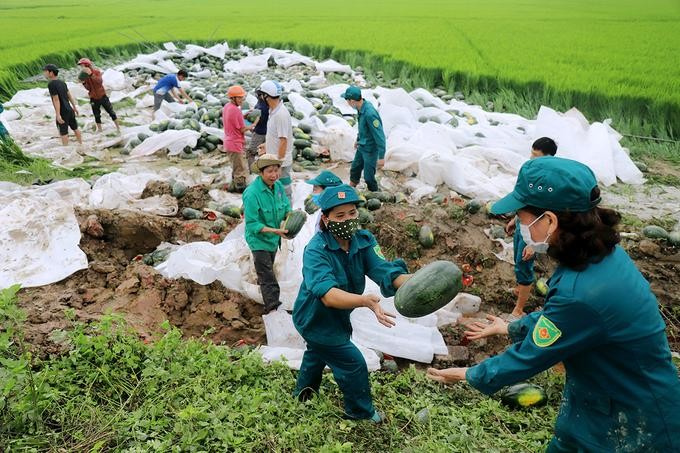 Người dân giúp tài xế thu gom 20 tấn dưa hấu đổ xuống ruộng ảnh 2