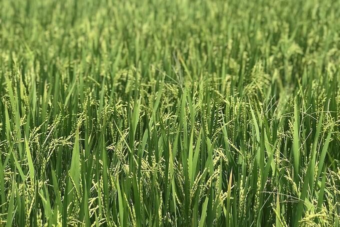 Cứu hơn 200 ha lúa cho ngôi làng đang phong tỏa ảnh 3