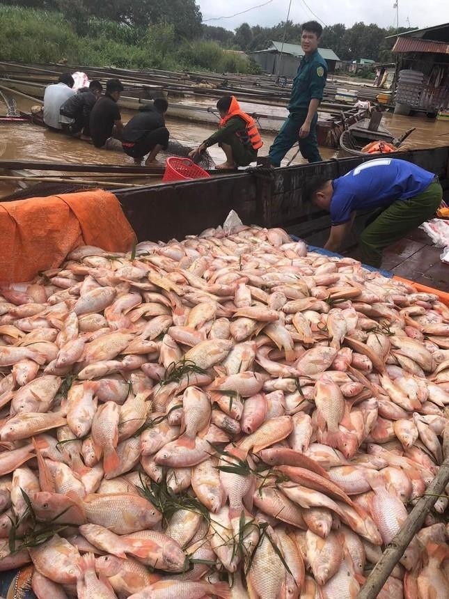 Hơn 750 tấn cá tại nuôi tại Đồng Nai chết do mưa lũ ảnh 1