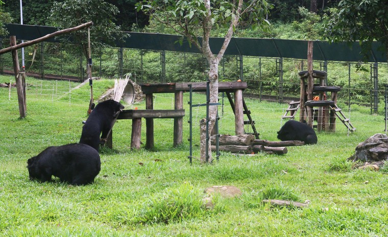 Tăng Thanh Hà cùng nhiều ngôi sao chăm sóc gấu tại Tam Đảo ảnh 4
