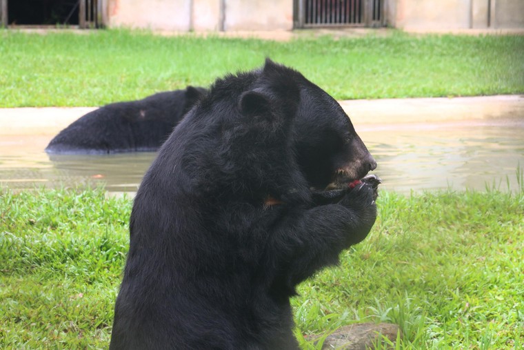 Tăng Thanh Hà cùng nhiều ngôi sao chăm sóc gấu tại Tam Đảo ảnh 6
