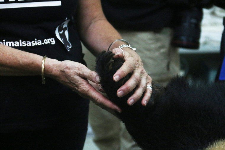 Tăng Thanh Hà cùng nhiều ngôi sao chăm sóc gấu tại Tam Đảo ảnh 10