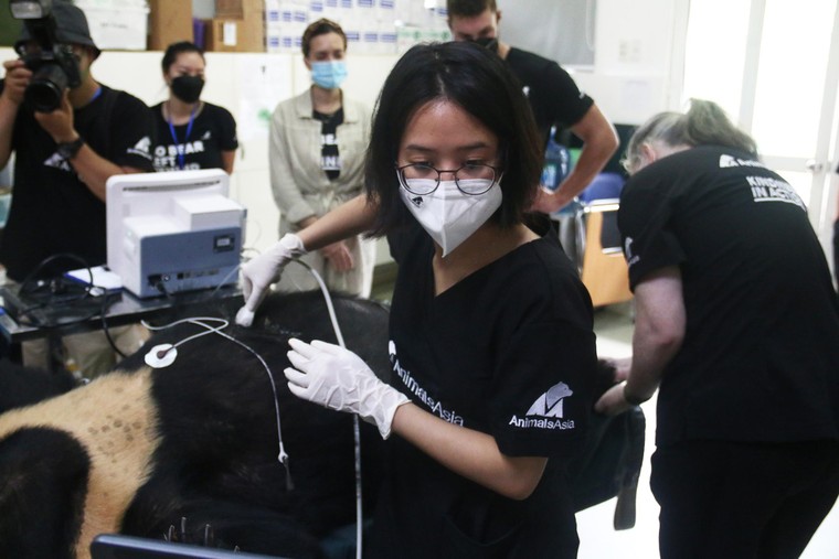 Tăng Thanh Hà cùng nhiều ngôi sao chăm sóc gấu tại Tam Đảo ảnh 8