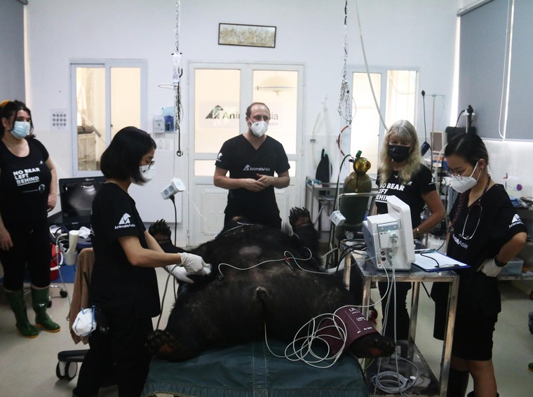 Tăng Thanh Hà cùng nhiều ngôi sao chăm sóc gấu tại Tam Đảo ảnh 7