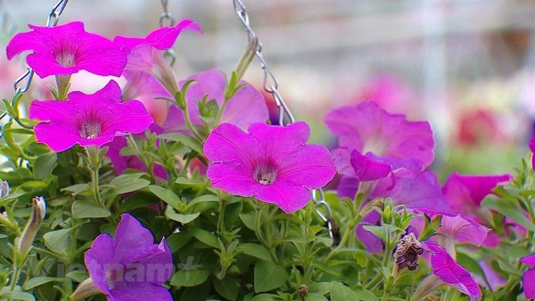 'Thủ phủ' hoa hồng của Hà Nội sẵn sàng cho lễ hội hoa đầu tiên ảnh 9