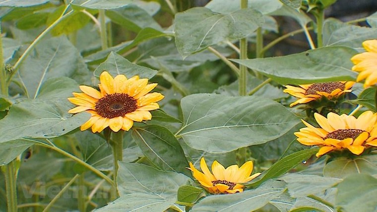 'Thủ phủ' hoa hồng của Hà Nội sẵn sàng cho lễ hội hoa đầu tiên ảnh 10