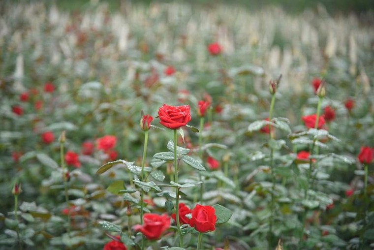 'Thủ phủ' hoa hồng của Hà Nội sẵn sàng cho lễ hội hoa đầu tiên ảnh 12