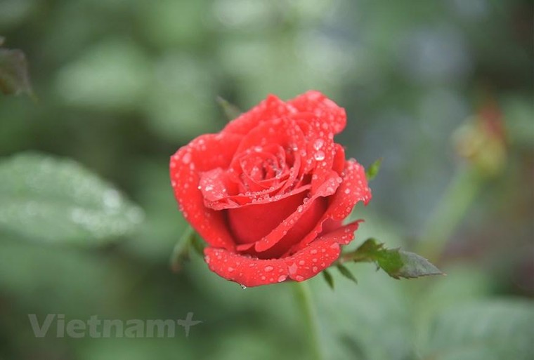 'Thủ phủ' hoa hồng của Hà Nội sẵn sàng cho lễ hội hoa đầu tiên ảnh 1