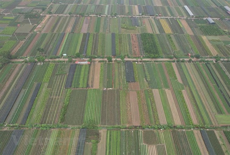 'Thủ phủ' hoa hồng của Hà Nội sẵn sàng cho lễ hội hoa đầu tiên ảnh 3