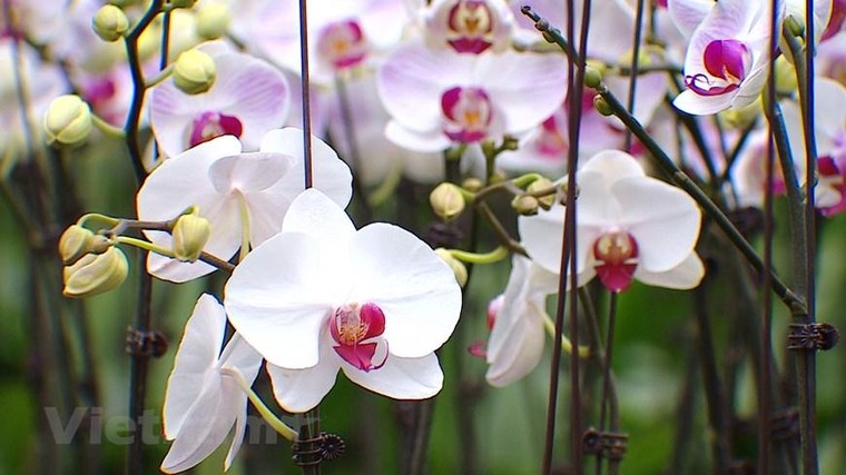 'Thủ phủ' hoa hồng của Hà Nội sẵn sàng cho lễ hội hoa đầu tiên ảnh 7