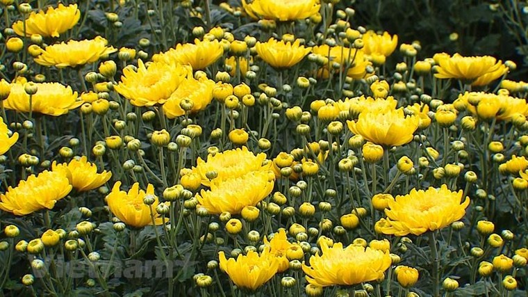 'Thủ phủ' hoa hồng của Hà Nội sẵn sàng cho lễ hội hoa đầu tiên ảnh 8