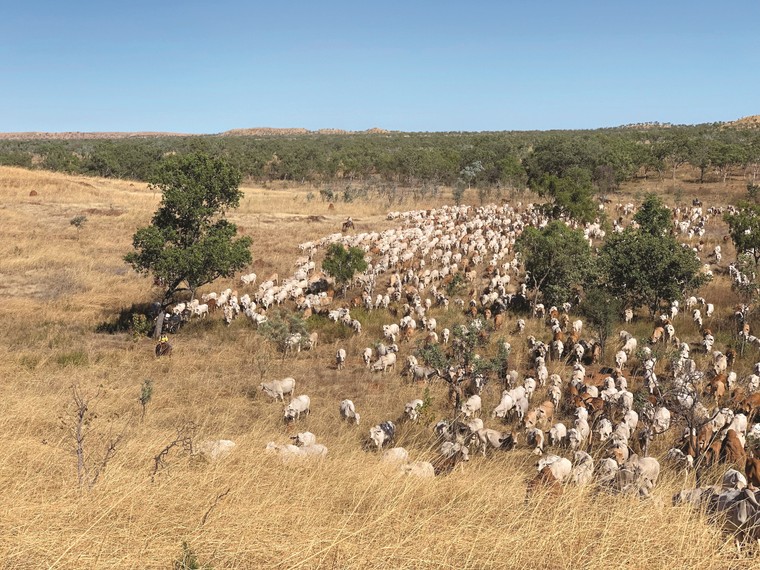 Đại sứ Andrew Goledzinowski: ‘TH là doanh nghiệp đi đầu trong quan hệ Việt Nam – Australia’ ảnh 3