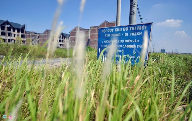 Đàn trâu nghỉ trưa trong khu biệt thự nghìn tỷ ảnh 6