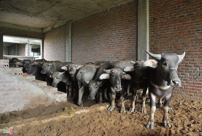 Đàn trâu nghỉ trưa trong khu biệt thự nghìn tỷ ảnh 2