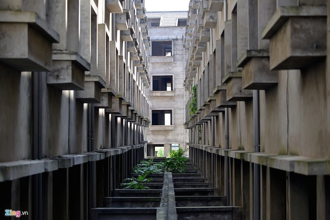 Đàn trâu nghỉ trưa trong khu biệt thự nghìn tỷ ảnh 4