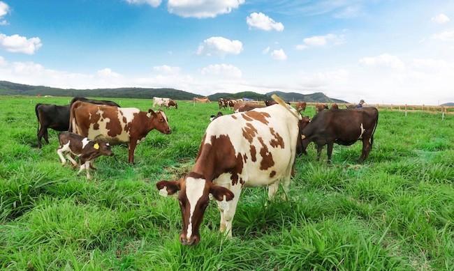 Việt Nam có trang trại bò sữa Organic chuẩn Châu Âu đầu tiên ảnh 1