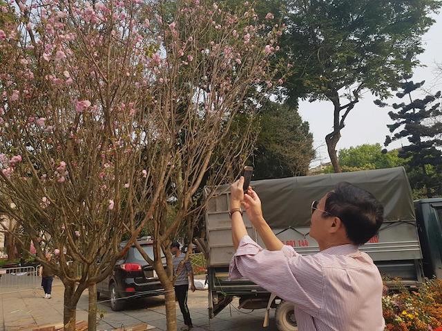 Hà Nội: 500 nghệ nhân đang chuẩn bị cho lễ hội anh đào công phu, độc đáo, lớn nhất thế giới ảnh 4