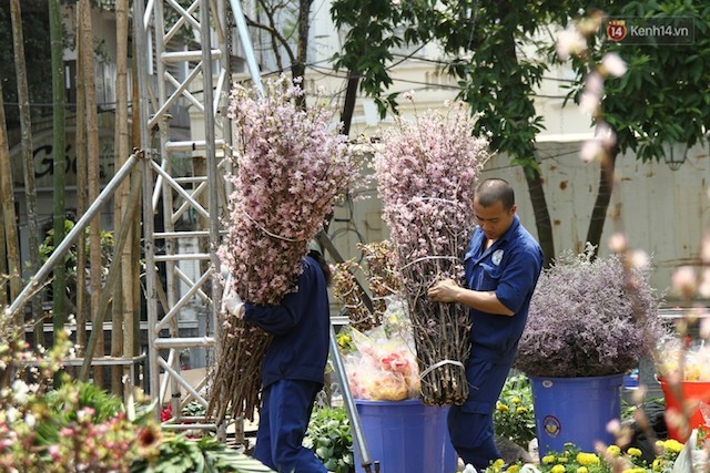 Hà Nội: 500 nghệ nhân đang chuẩn bị cho lễ hội anh đào công phu, độc đáo, lớn nhất thế giới ảnh 1