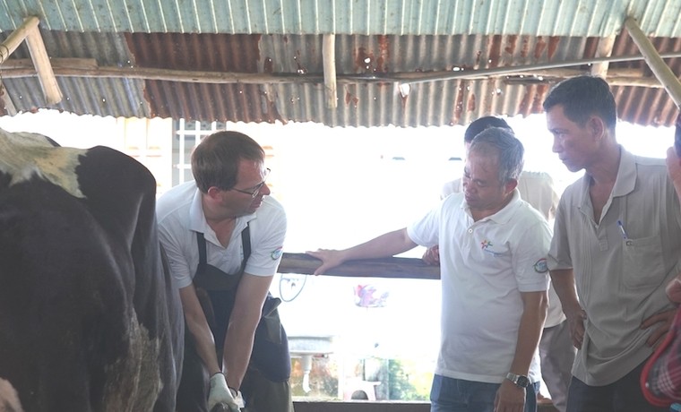 Nông dân Việt Nam và Hà Lan giao lưu, tập huấn kỹ thuật chăn nuôi bò sữa ảnh 2