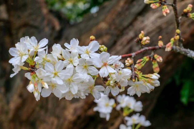 Hơn triệu người ‘check in’ Lễ hội hoa anh đào Nhật Bản- Hà Nội 2019 ảnh 2