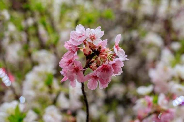 Hơn triệu người ‘check in’ Lễ hội hoa anh đào Nhật Bản- Hà Nội 2019 ảnh 3