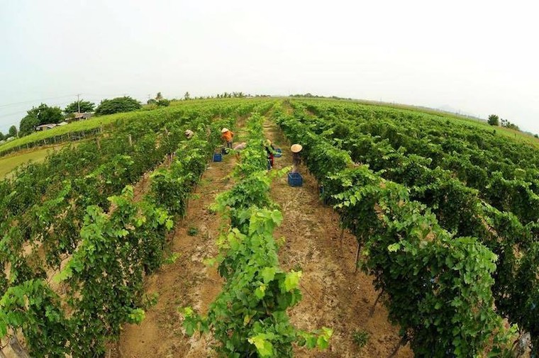 Bà Mai Kiều Liên trở thành Chủ tịch HĐQT GTNFOODS ảnh 4