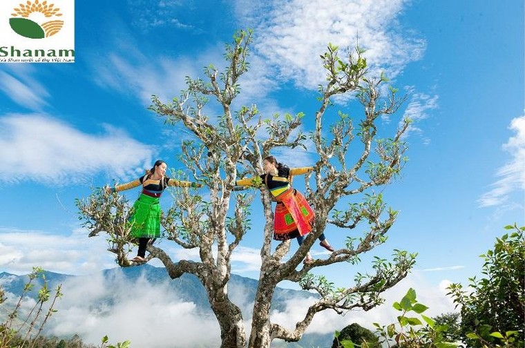 Uống trà Shan tuyết cổ thụ có thể ngăn ngừa virus? ảnh 4