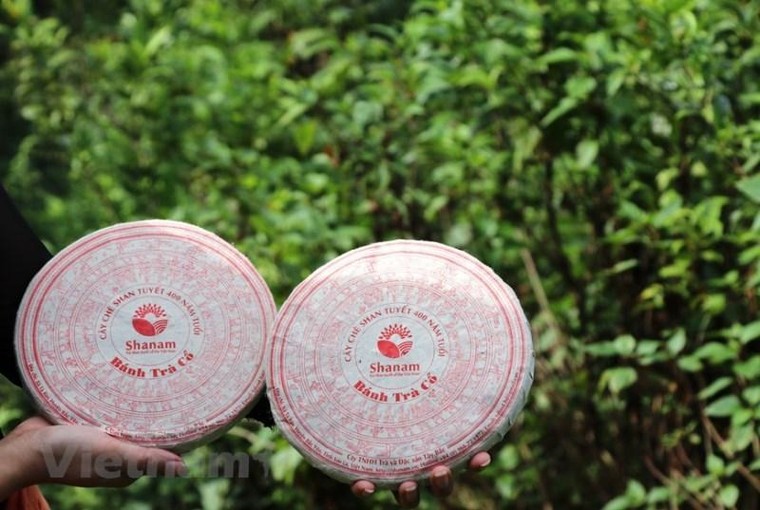 Uống trà Shan tuyết cổ thụ có thể ngăn ngừa virus? ảnh 6