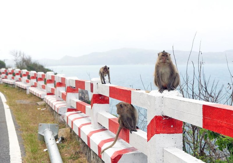 Du lịch Côn Đảo: Máy bay kín chỗ, khách sạn kín phòng ảnh 4