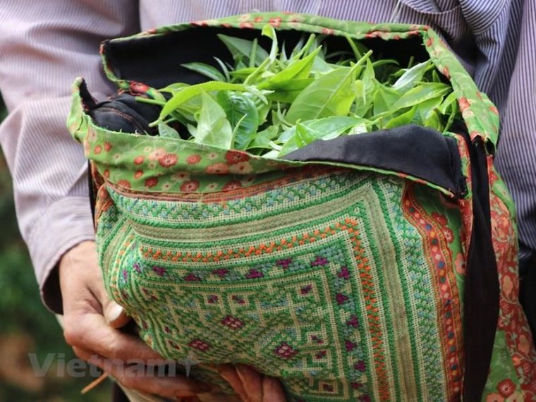 Shanam mở Showroom, ra mắt trà Shan tuyết cổ thụ ủ lạnh ảnh 3