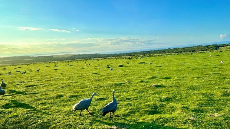 Ngắm trọn Phillip Island từ trực thăng và cuộc diễu hành của chim cánh cụt ảnh 1