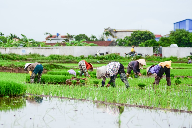 Mồ hôi thánh thót như mưa ruộng cày ảnh 7