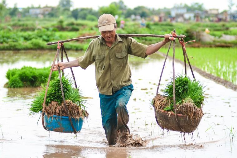 Mồ hôi thánh thót như mưa ruộng cày ảnh 6