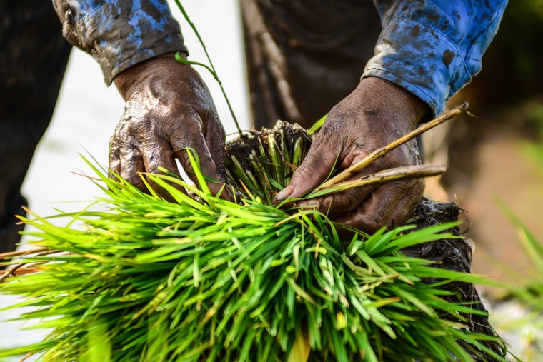 Mồ hôi thánh thót như mưa ruộng cày ảnh 3