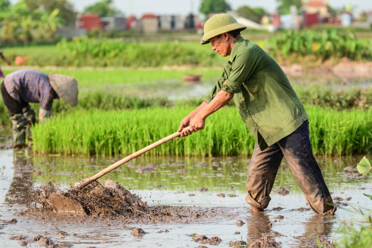 Mồ hôi thánh thót như mưa ruộng cày ảnh 2