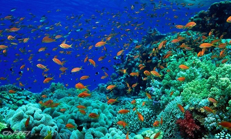 Con người đang đánh mất gần 90% đại dương ảnh 1