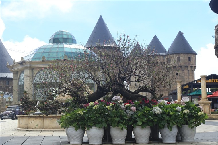 Lộng lẫy sắc xuân trên đỉnh Bà Nà ảnh 3