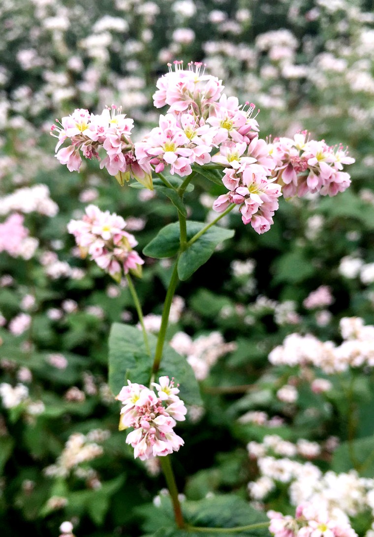 Đồi hoa tam giác mạch giữa lòng Hà Nội “đốn tim’ du khách ảnh 2