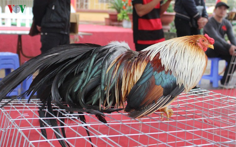 Xem thi bắt cá, thêu khăn Piêu ở Lễ hội “Mùa hoa Ban” Sơn La ảnh 5