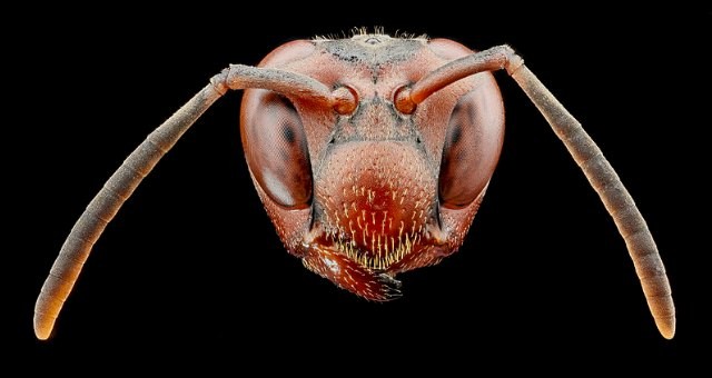 Ong bắp cày có gen nhận diện khuôn mặt ảnh 1