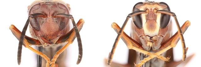 Ong bắp cày có gen nhận diện khuôn mặt ảnh 2
