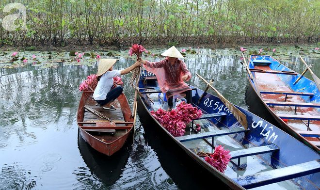 Tháng 10 về suối Yến ngắm hoa súng nhuộm tím không gian ảnh 4