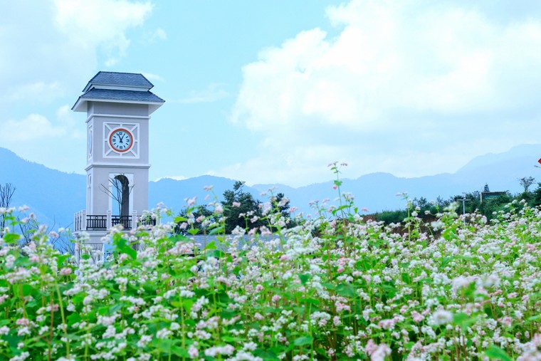 Lên cáp treo Fansipan ngắm hoa tam giác mạch mùa lễ hội ảnh 1