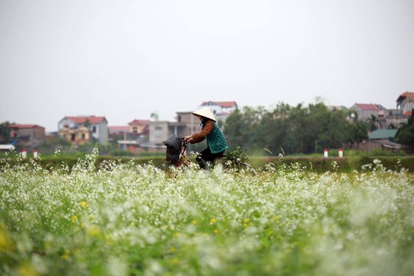 Hoa cải rực rỡ trong tiết mùa đông ảnh 2