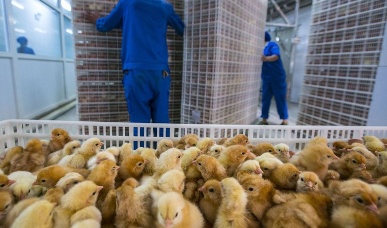 Thực phẩm nhiễm kháng sinh – mối nguy hiểm chết người ảnh 3