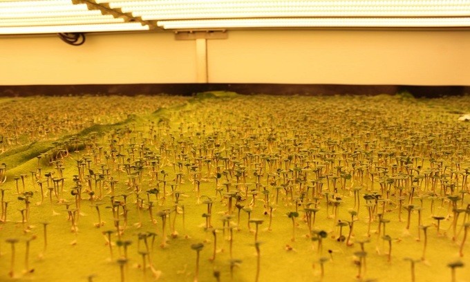 Bí ẩn bên trong trang trại rau sạch thẳng đứng lớn nhất thế giới ảnh 9