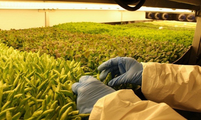 Bí ẩn bên trong trang trại rau sạch thẳng đứng lớn nhất thế giới ảnh 7